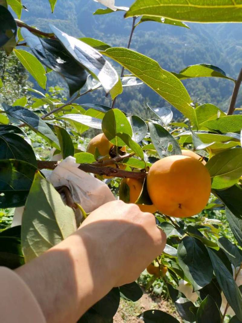 水果柿