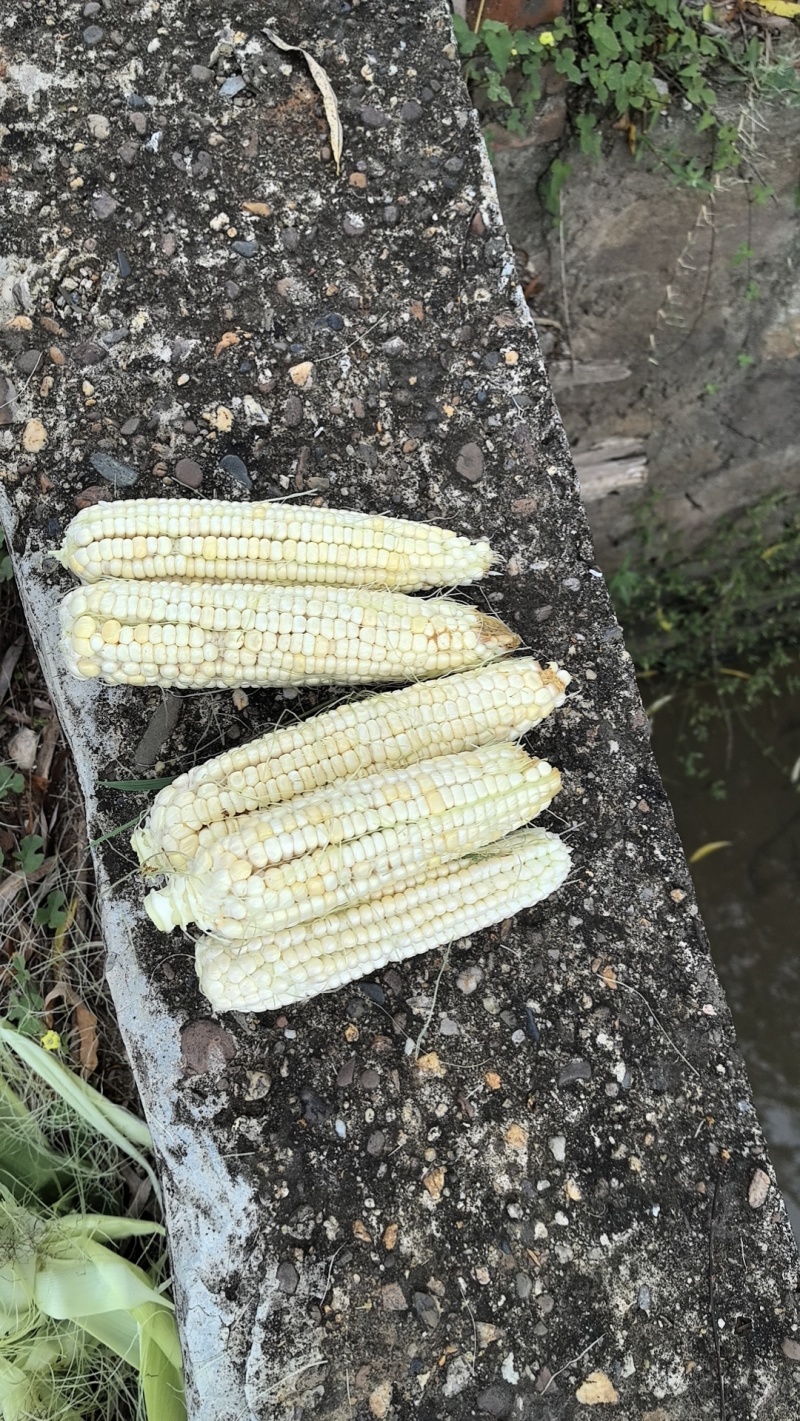 糯玉米