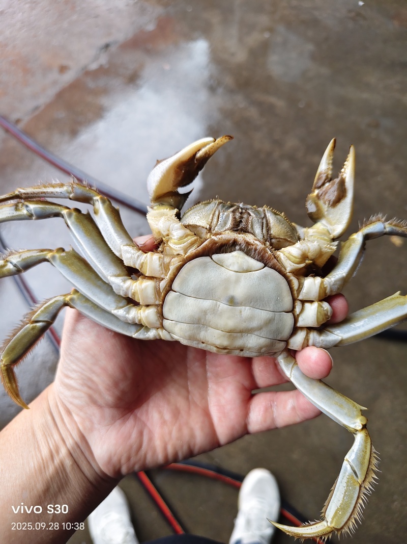 江苏红膏大闸蟹礼盒，12只装产自江苏省兴化市安丰镇杨坝村