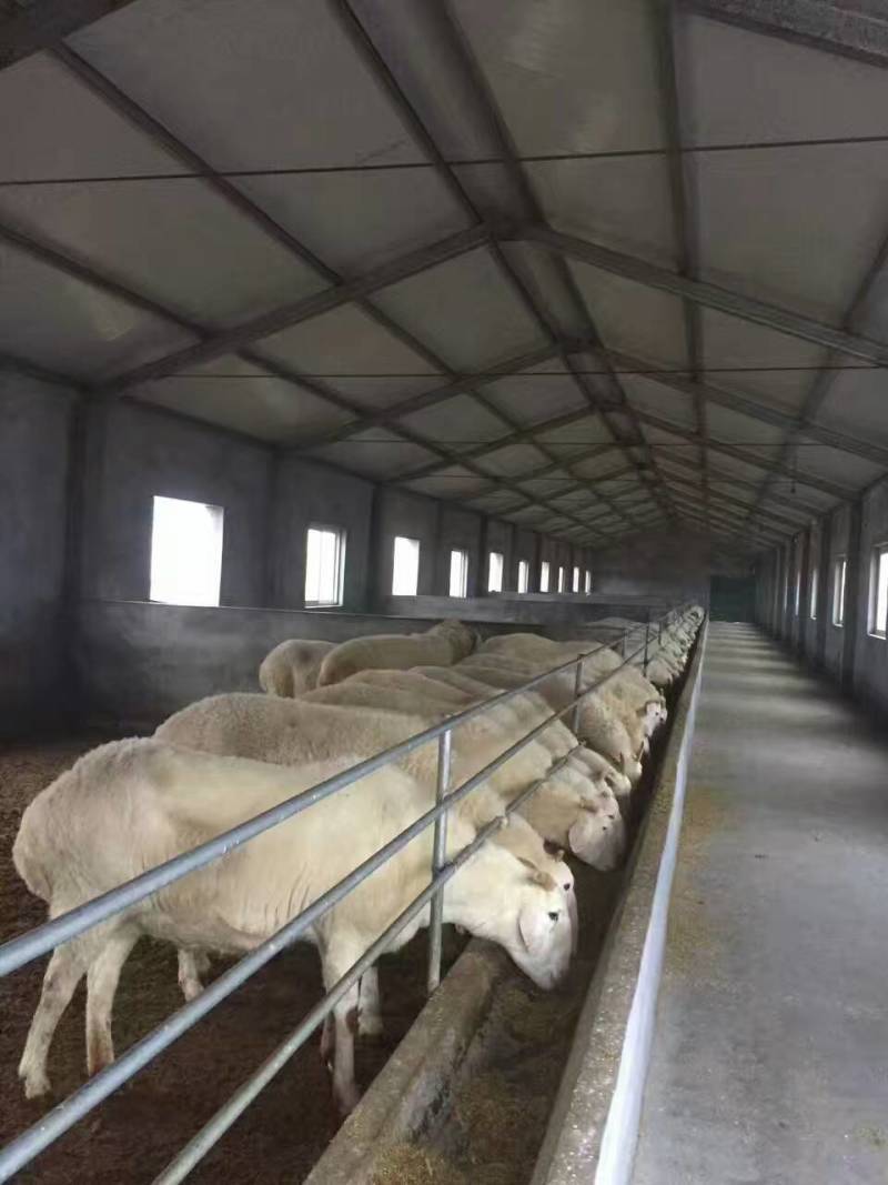 纯种小尾寒羊多羔多产公母都有长势快抵抗能力