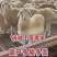 纯种小尾寒羊多羔多产公母都有长势快抵抗能力