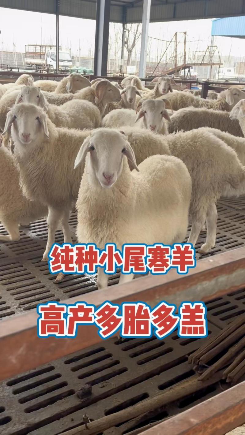 纯种小尾寒羊多羔多产公母都有长势快抵抗能力
