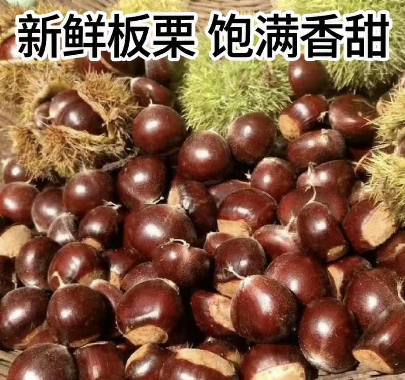新鲜板栗品质保证货源充足欢迎各位老板电话咨询