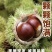 新鲜板栗品质保证货源充足欢迎各位老板电话咨询