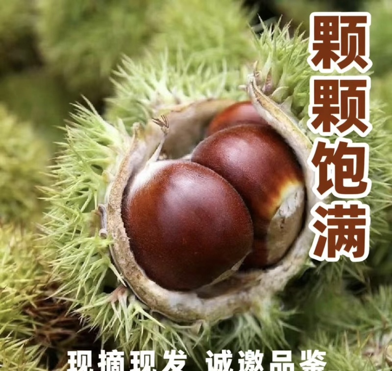 新鲜板栗品质保证货源充足欢迎各位老板电话咨询