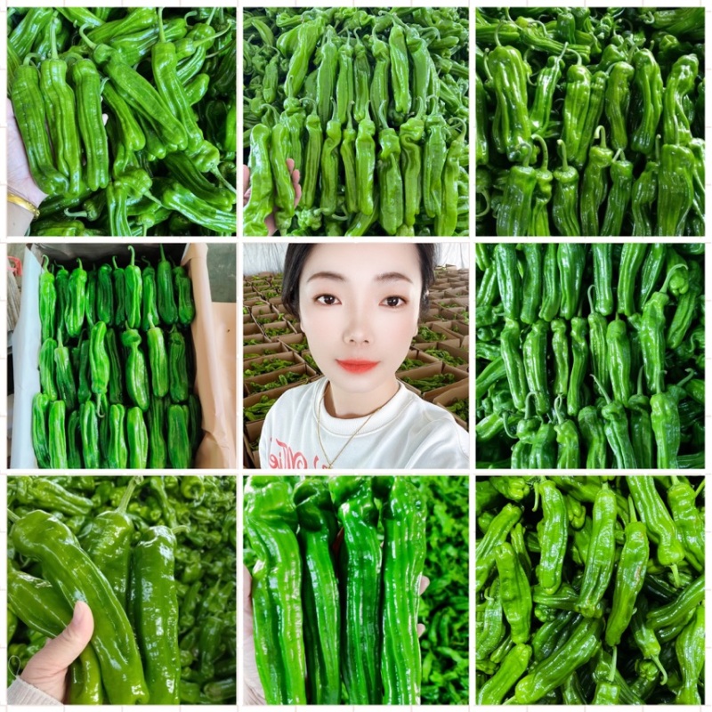 1薄皮椒芜湖椒【新优】欢迎致电洽谈价格【以质论价】保证质量