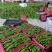 1薄皮椒芜湖椒【新优】欢迎致电洽谈价格【以质论价】保证质量