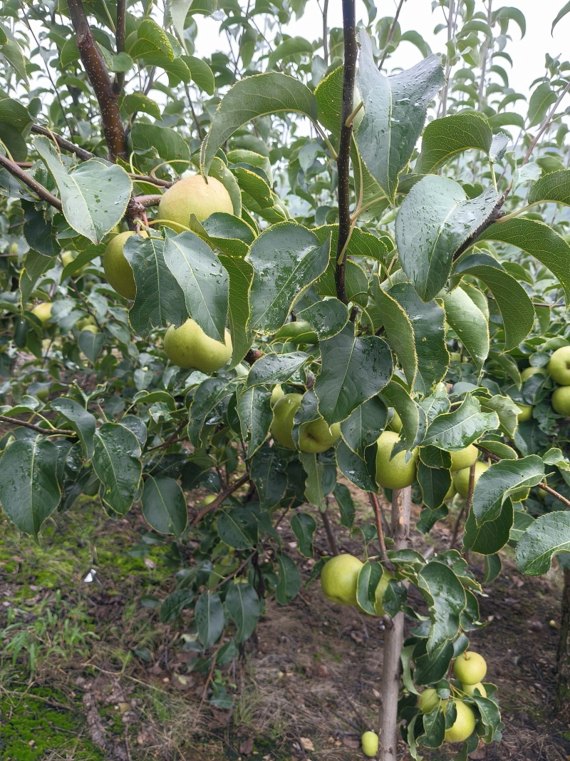 苹果梨