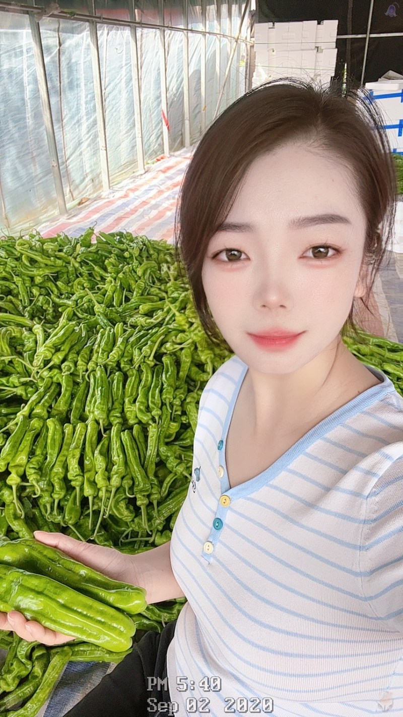 螺丝椒大龙椒薄皮椒线椒尖椒小皱皮