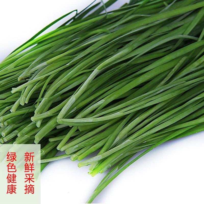 大叶韭菜/东北本地笨韭菜/黑龙江大叶韭菜/当天发车
