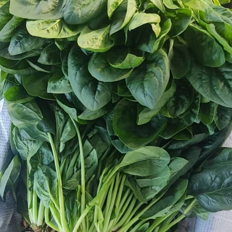 小叶菠菜/东北笨菠菜/黑龙江菠菜/当天采摘当天发车