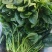 小叶菠菜/东北笨菠菜/黑龙江菠菜/当天采摘当天发车