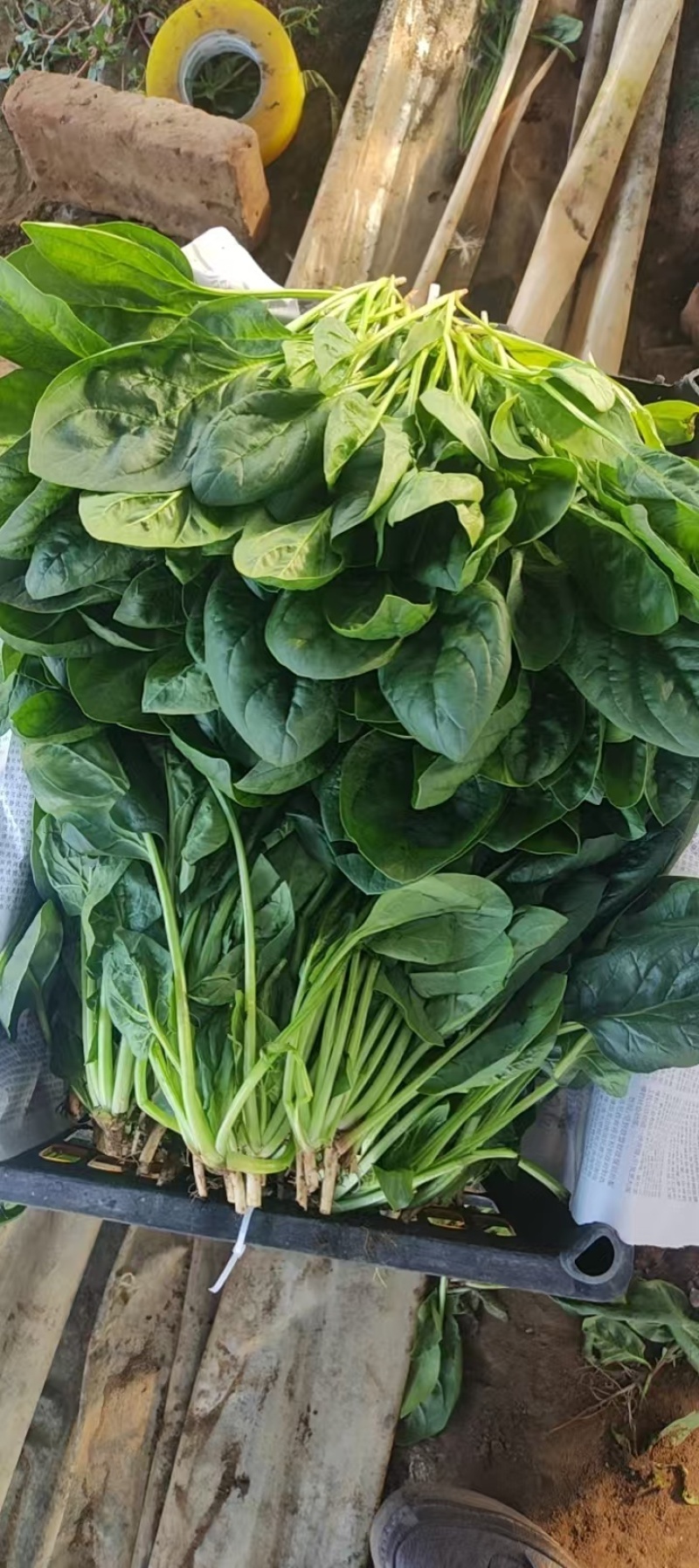 小叶菠菜/东北笨菠菜/黑龙江菠菜/当天采摘当天发车