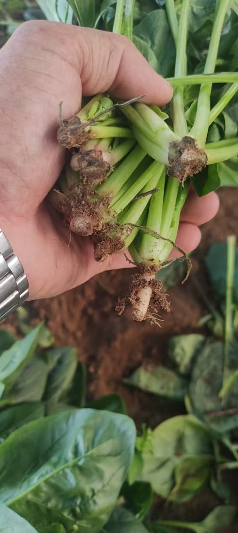 小叶菠菜/东北笨菠菜/黑龙江菠菜/当天采摘当天发车