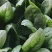 小叶菠菜/东北笨菠菜/黑龙江菠菜/当天采摘当天发车