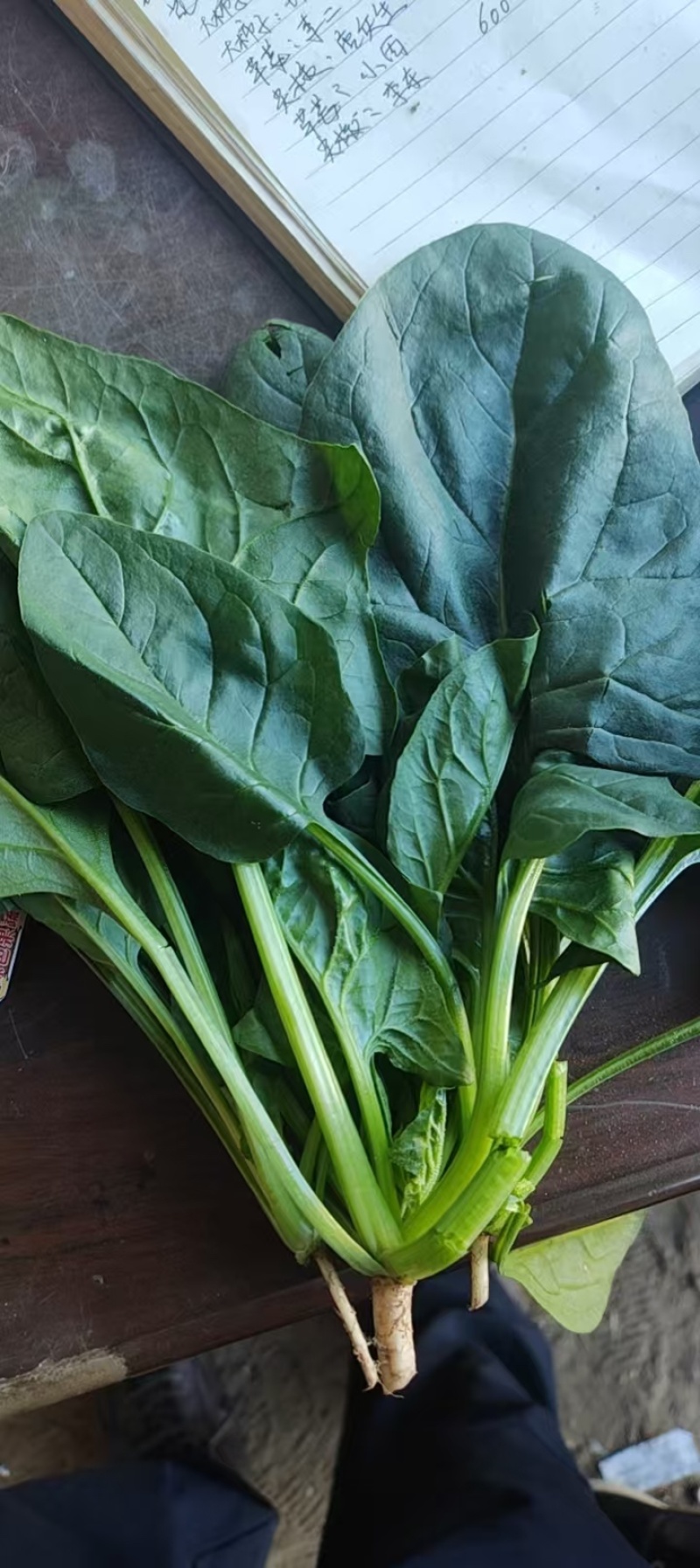 小叶菠菜/东北笨菠菜/黑龙江菠菜/当天采摘当天发车