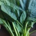 小叶菠菜/东北笨菠菜/黑龙江菠菜/当天采摘当天发车