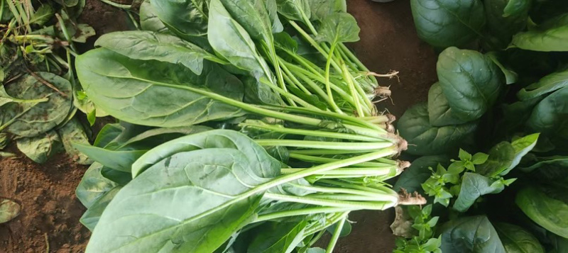 小叶菠菜/东北笨菠菜/黑龙江菠菜/当天采摘当天发车