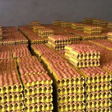 精品红蛋各种码数都有