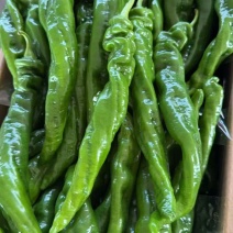 河南省内黄县王保果蔬商行螺丝椒大量上市