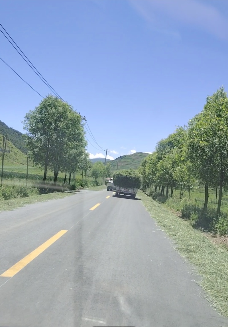 甘肃岷县提摩西草批发