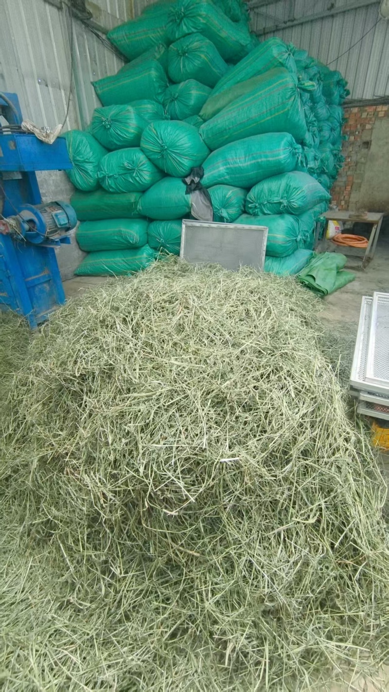 甘肃岷县提摩西草批发