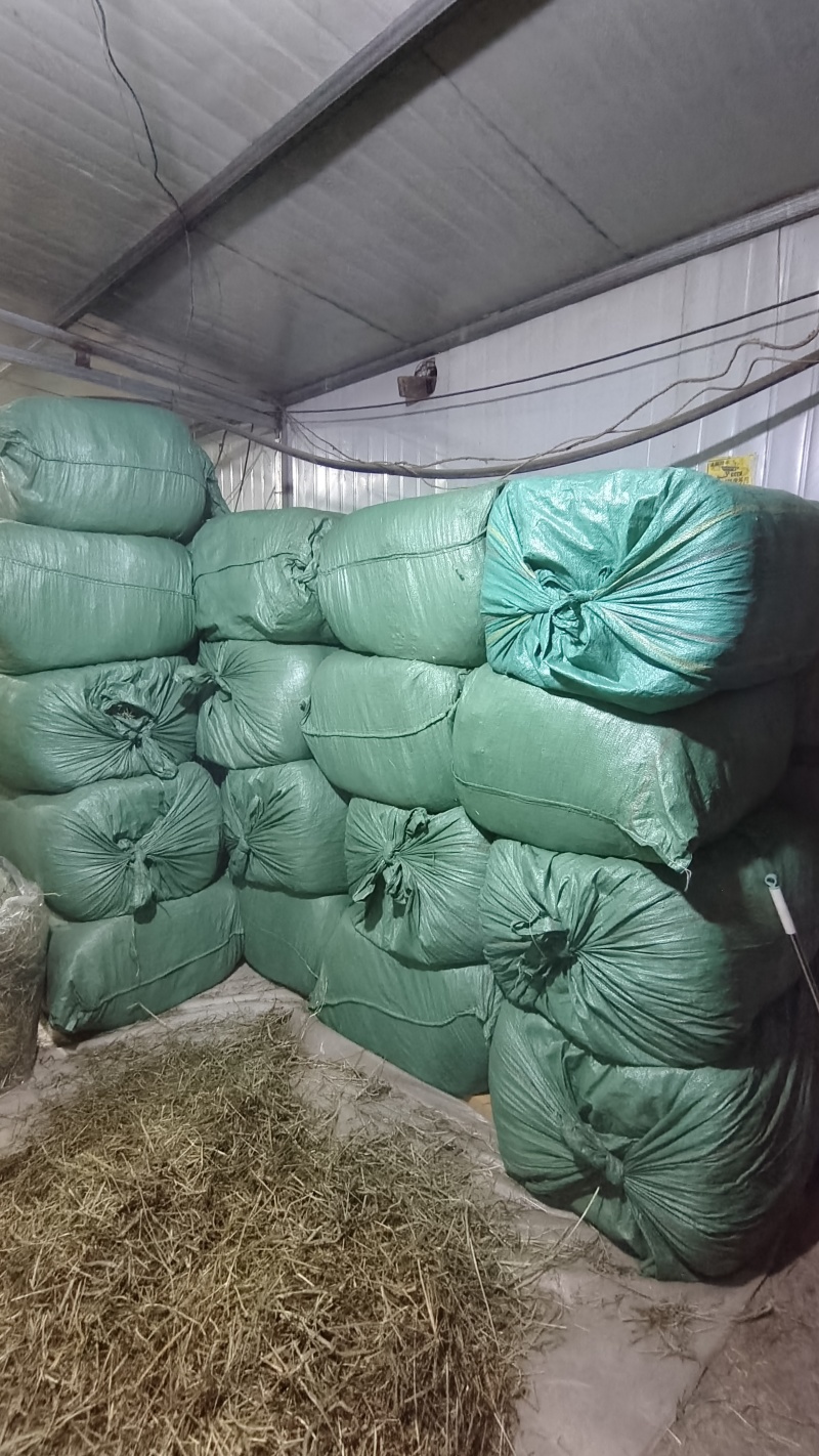 甘肃岷县提摩西草批发