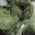 甘肃岷县提摩西草批发