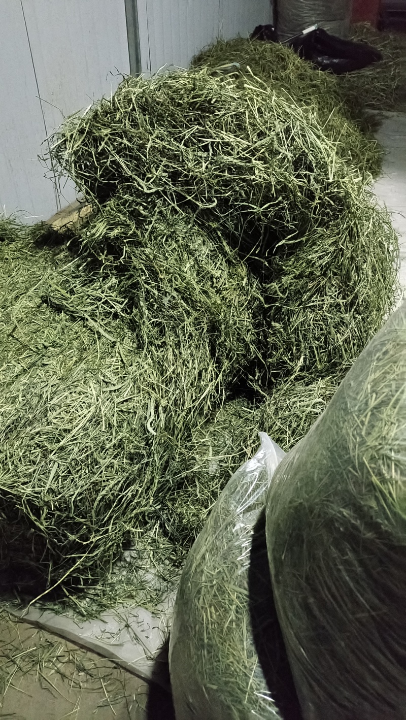 甘肃岷县提摩西草批发