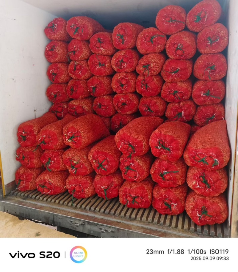 七彩花生大量上市中，欢迎各位客户前来采购