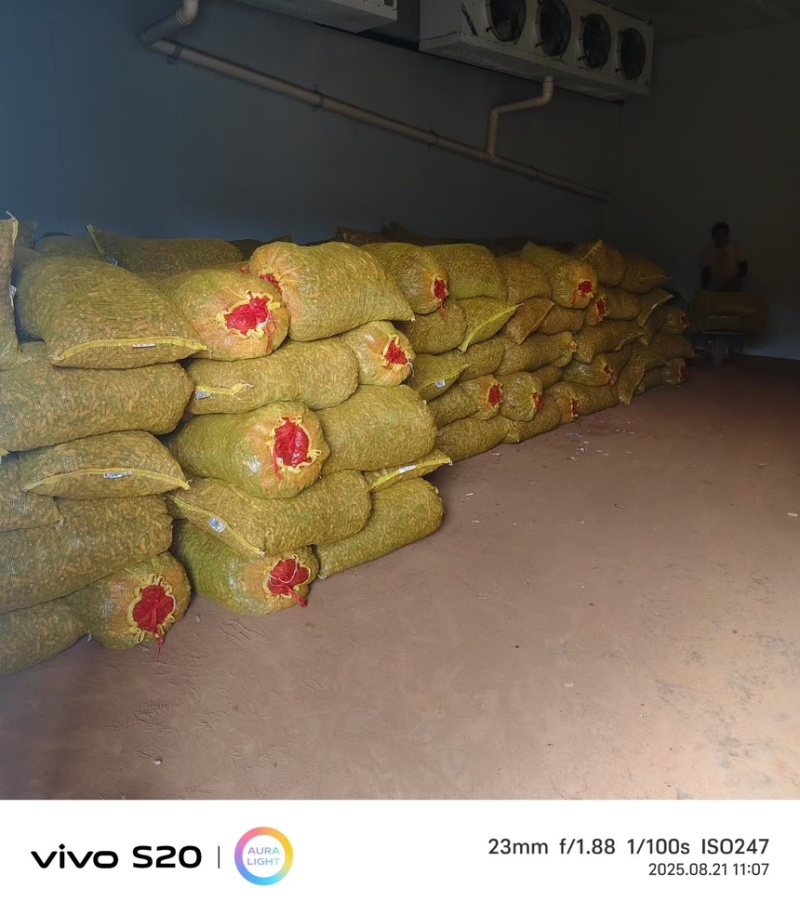 七彩花生大量上市中，欢迎各位客户前来采购