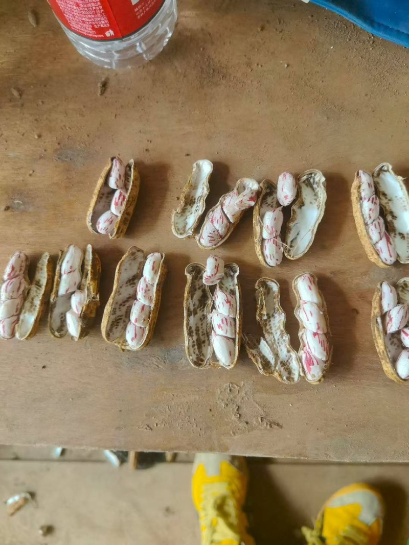 七彩花生大量上市中，欢迎各位客户前来采购