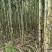 青皮