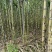 青皮