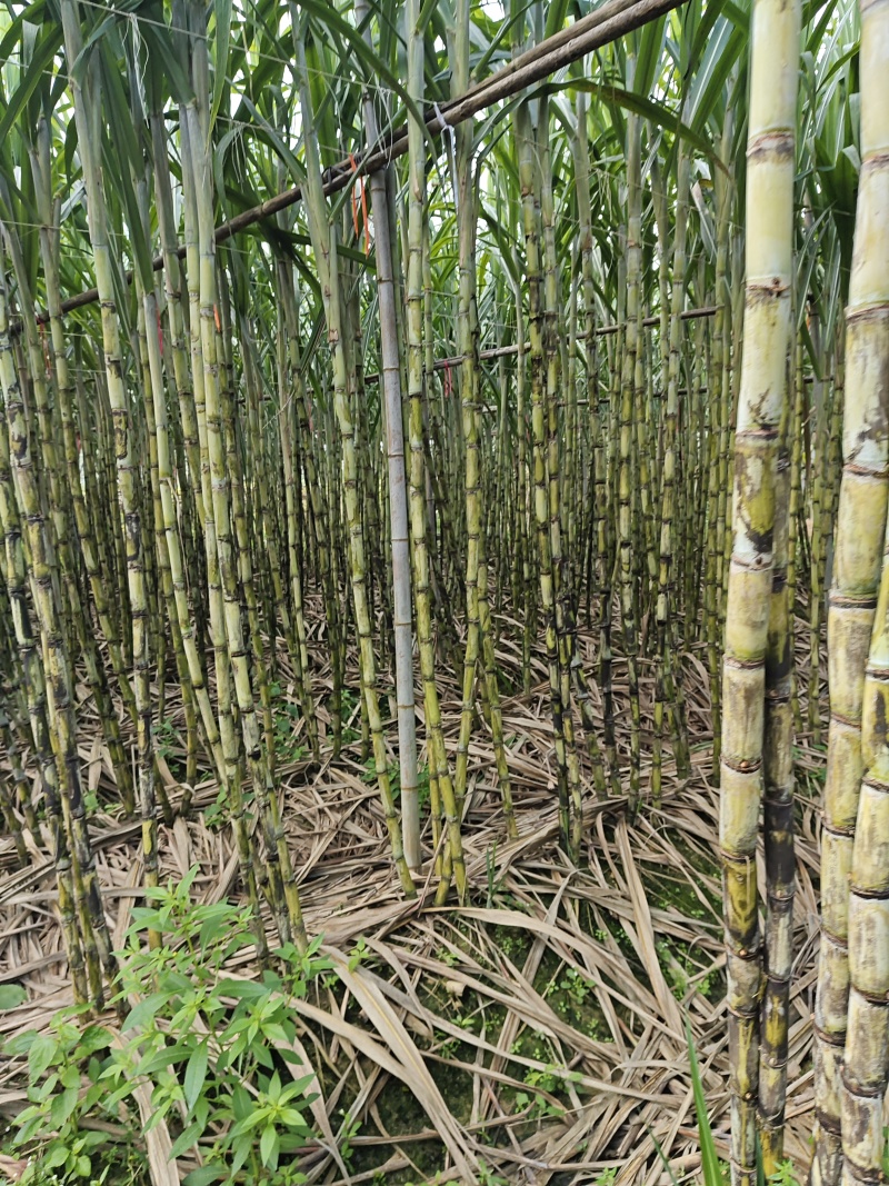 青皮