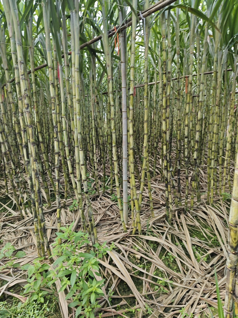 青皮
