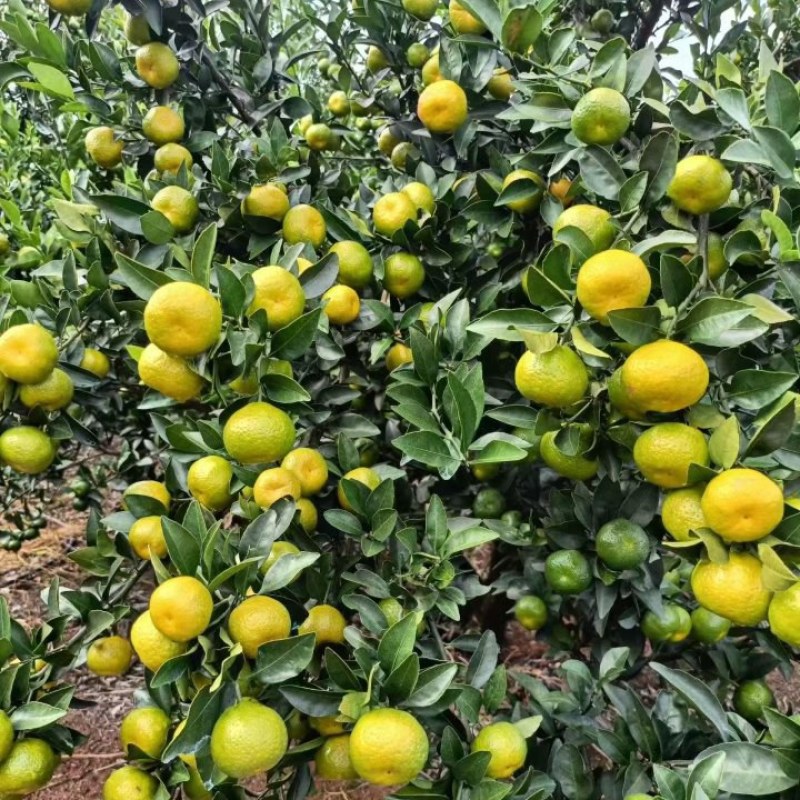 南丰蜜橘