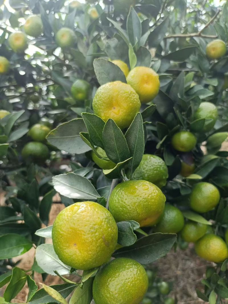 南丰蜜橘