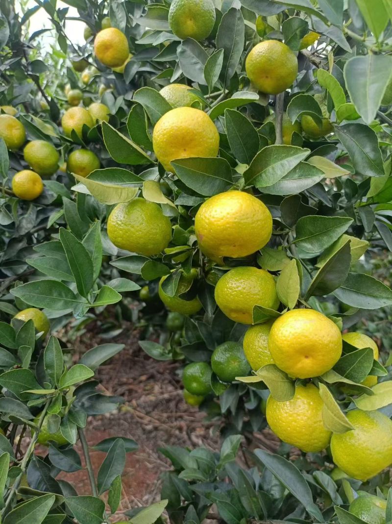 南丰蜜橘