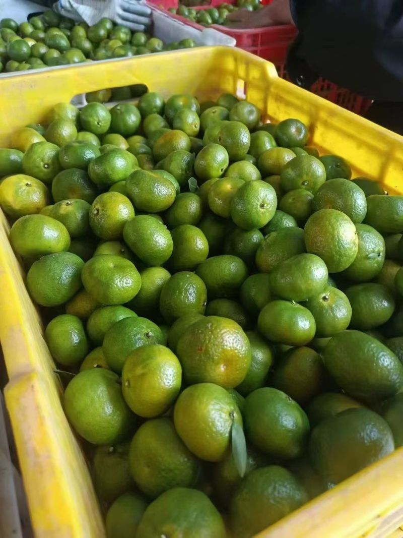 南丰蜜橘