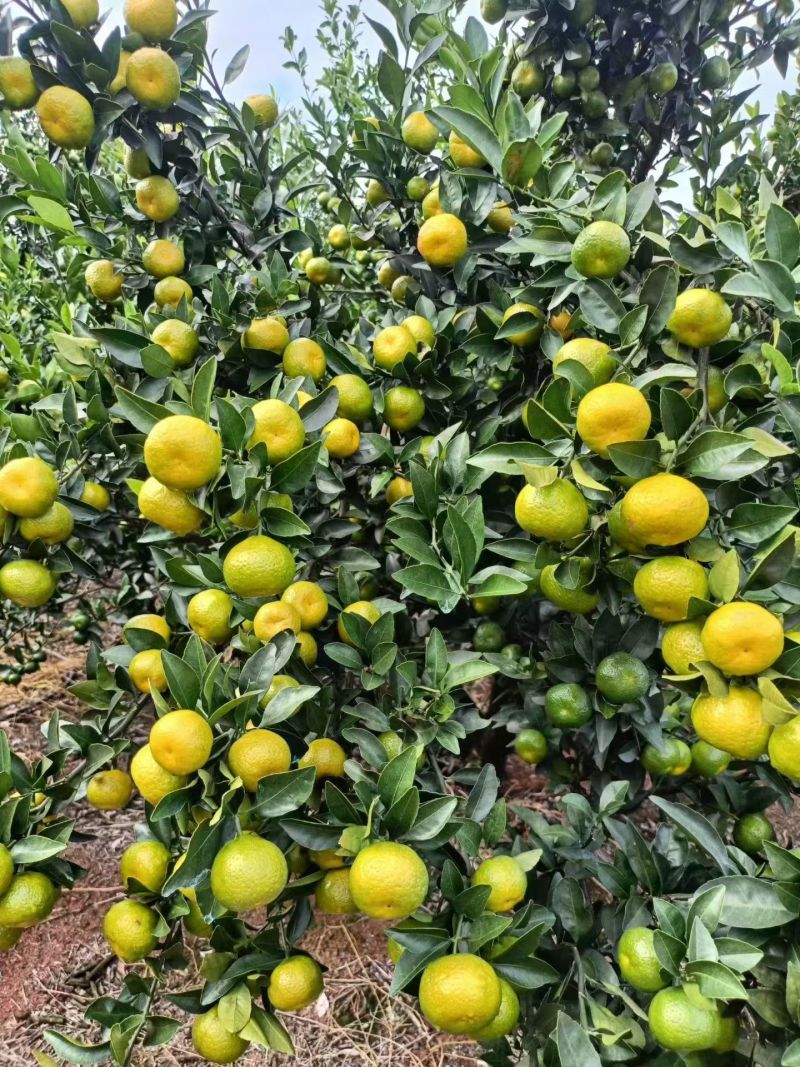 南丰蜜橘