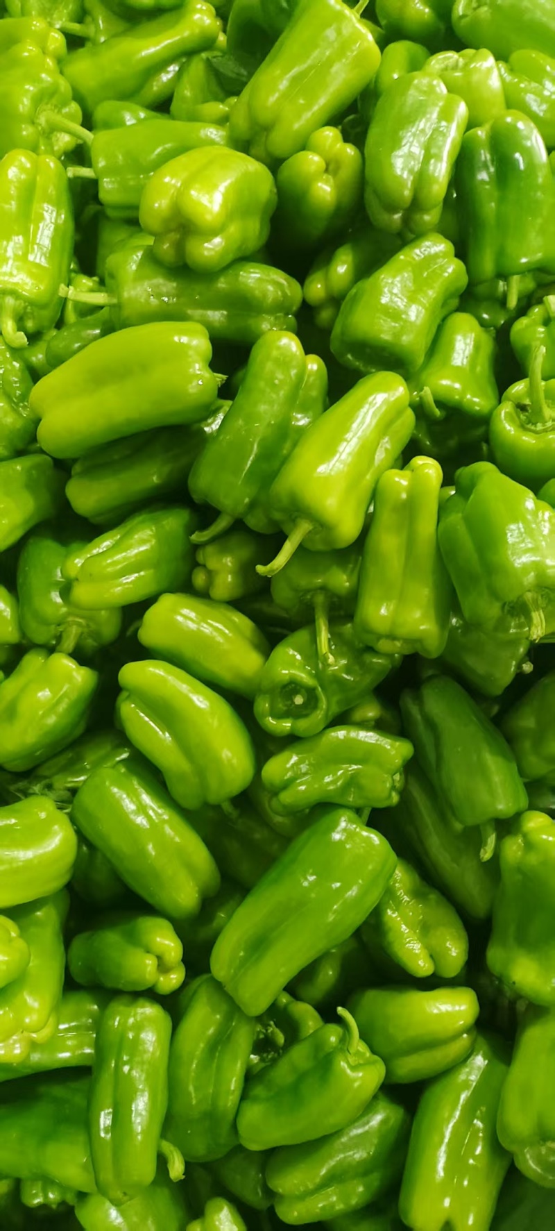 莘县菜椒大量上市，品质保证，量大从优，一手货源