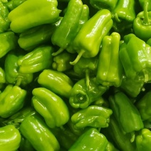 莘县菜椒大量上市，品质保证，量大从优，一手货源