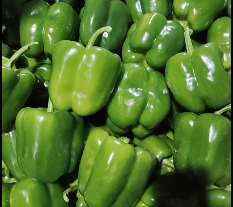 莘县菜椒大量上市，品质保证，量大从优，一手货源