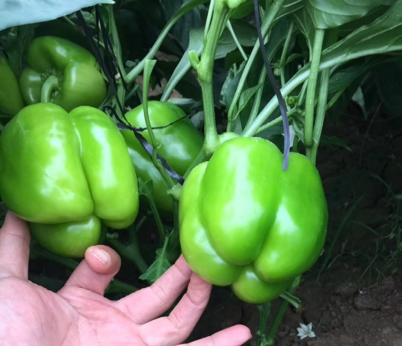 莘县菜椒大量上市，品质保证，量大从优，一手货源