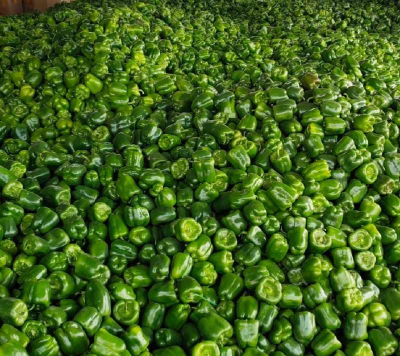 莘县菜椒大量上市，品质保证，量大从优，一手货源