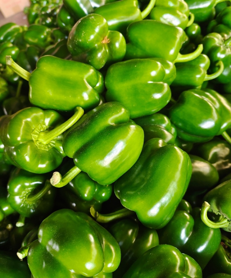 莘县菜椒大量上市，品质保证，量大从优，一手货源
