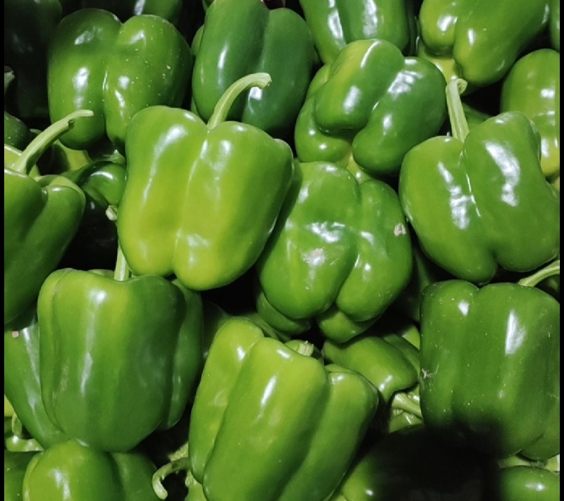 莘县菜椒大量上市，品质保证，量大从优，一手货源