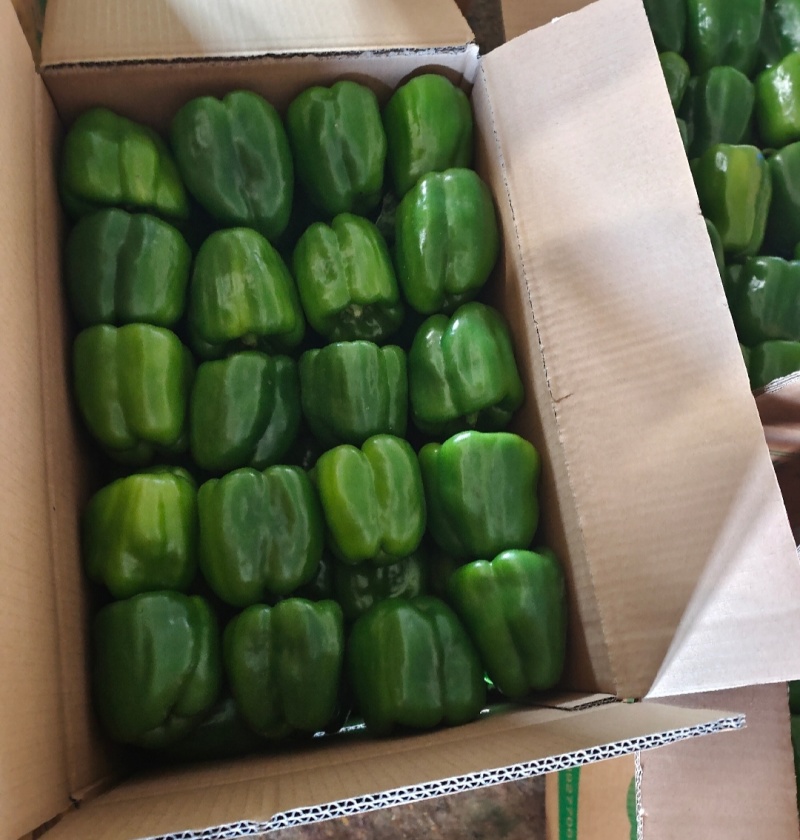 莘县菜椒大量上市，品质保证，量大从优，一手货源