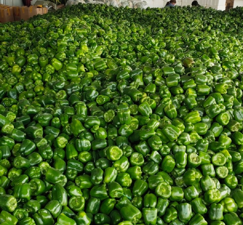 莘县菜椒大量上市，品质保证，量大从优，一手货源